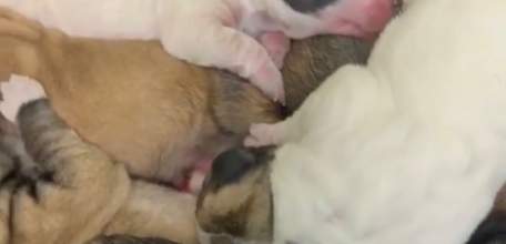 В Елецкой ветеринарной станции благодаря врачу появились на свет 11 щенков мастифа