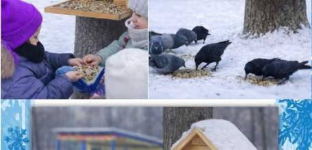 Подведены итоги конкурса фотографий &laquo;Пернатые гости кормушек&raquo;, который проходил в Ельце