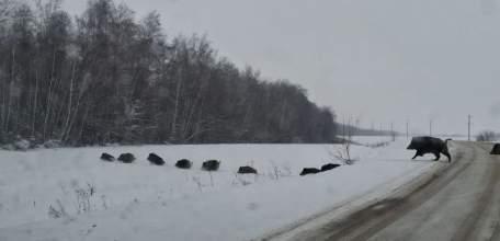 Многодетная семья кабанов попала в объектив липецких охотоведов