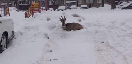 На нескольких улицах Липецка сегодня видели косулю!