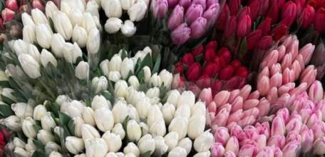 8 марта - Международный женский день! Поздравляем милых дам с праздником!