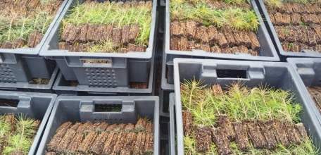 Сеянцы сосен с Урала высадят в липецких лесах