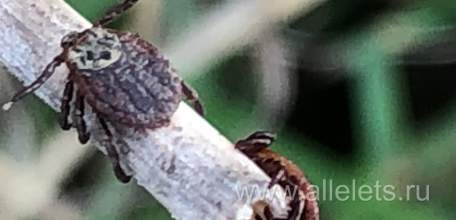 Внимание! В Ельце и Елецком районе полно клещей в траве!