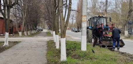 В городе начали белить деревья