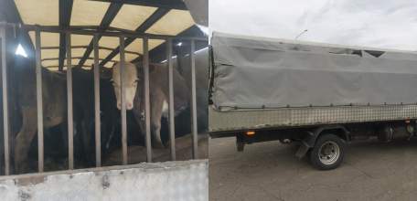 Бычки из Тамбовской области без документов не доехали до Ельца